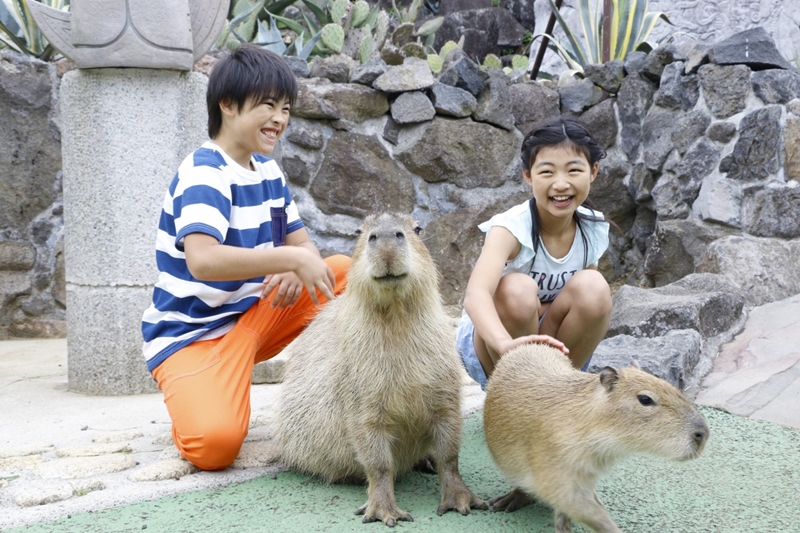 2020東京奧運,tokyo2020,跟著小編遊東奧,伊豆,伊東,伊豆仙人掌動物園